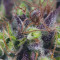 Dinamed CBD feminized seeds