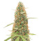 Gorilla Glue #4 Autoflower (Herbies Seeds)