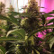 Green Crack Seeds (Cali Connection Seeds)