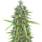 Guerrilla's Gusto Regular seeds