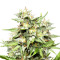 Hawaiian Punch Seeds