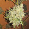 Hindu Kush (Sensi Seeds)