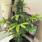 Killer Queen Regular seeds