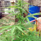 Northern Lights Seeds (Seedstockers)