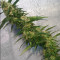 Old school Seeds