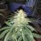 Pennywise regular (TGA Subcool Seeds / SubCool’s The Dank)
