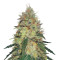 Graines de cannabis Pineapple Haze Regular (Barney's Farm)