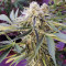 Wedding Gelato feminized seeds