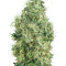White Gold (Bleu Berries) feminized seeds