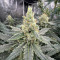 Amnesia (Herbies Seeds)