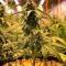 Banana Punch strain