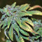 Blue Sherbet S1 strain