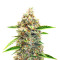Semillas Feminizadas Superior Auto Mix (Herbies Seeds)