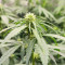 Cheese (Herbies Seeds)