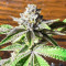 Semillas Feminizadas Dozy Breath (AlphaFem Seeds)