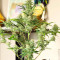 Graines féminisées de Godzilla Original Glue GG#4 (Herbies Seeds)