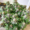 Sementes Feminizadas de Grandaddy Banner (AlphaFem Seeds)