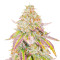 Sementes Feminizadas de Grandaddy Banner (AlphaFem Seeds)