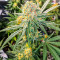 Gummy Skunk Fast Version Feminized Seeds (Easy Grow Seeds)