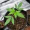 Lemon Haze Fast Version (Herbies Seeds)