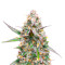 Northern Lights Auto Feminized Seeds (Herbies Seeds USA)