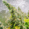 Purple Haze 1 feminized seeds