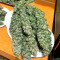 Purple Haze (Herbies Seeds)