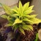 Gorilla Cookies Seeds