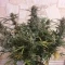 West Coast O.G. Seeds