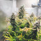 Vente de graines de cannabis Auto Chocolate Skunk (00 Seeds)