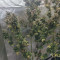 Original Auto Russian Seeds - Cannabis Strain Seeds for Sale