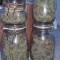 Compre sementes feminizadas Runtz da Seedstockers