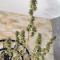 Buy Girl Scout Cookies Autoflower feminized seeds by Seedstockers