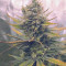 Sugar Black Rose (Delicious Seeds) - Cannabis Strain Seeds for Sale