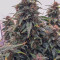 West Coast O.G. Seeds