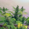 Gelato 33 | Strain information | Seeds for sale | Customer reviews