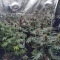 Purple Queen fem: seeds for sale, strain information and customer reviews