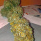 Franco's Lemon Cheese feminized seeds for sale