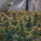 Green Crack Seeds (Garden of Green) - Cannabis Strain Seeds for Sale