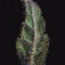 Cream Mandarine XL Seeds