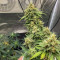 Tangie'matic Seeds