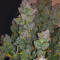 Compre sementes feminizadas Smoothie Auto da Fast Buds