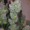 Compre sementes feminizadas Smoothie Auto da Fast Buds