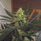 Original Afghan Kush Seeds