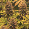 Dr. Bruce Banner CBD sementes feminizadas à venda: informações e comentários