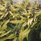 Night Queen feminized seeds for sale