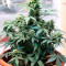 Vente de graines de cannabis Sweet Pure Auto CBD (Sweet Seeds)
