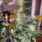 Vendita di semi di cannabis Super Lemon Haze Auto fem