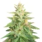 Big Bud Auto Seeds