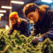 Graines féminisées de Blue Dream (Garden of Green)